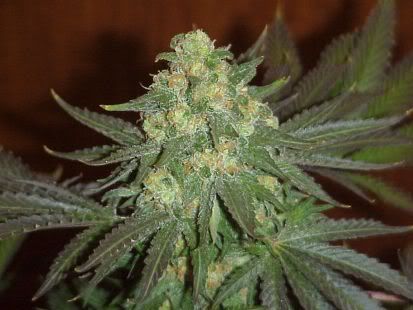 ak 47 weed. weed Pictures,