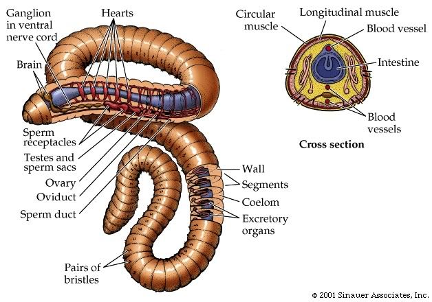 asexual reproduction budding. -Asexual reproduction is by