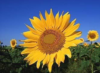 Kansas Sunflower Pictures, Images and Photos