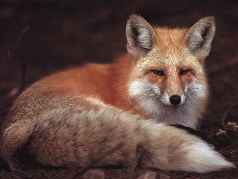 Bushy Tail Fox