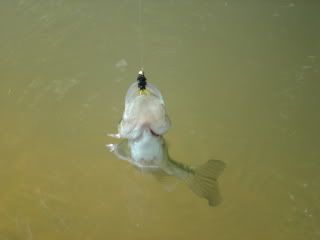 bass