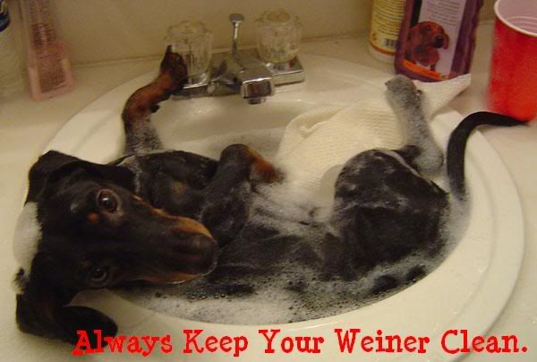 weiner dogs engraving