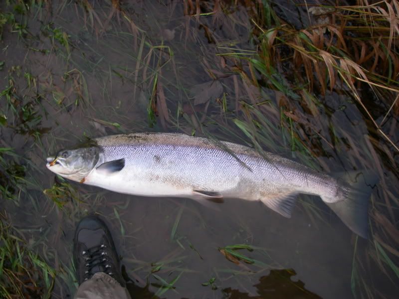 Nith at Blackwood Salmon Fishing Forum