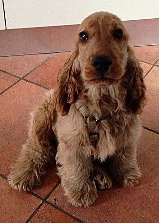 camillo.jpg