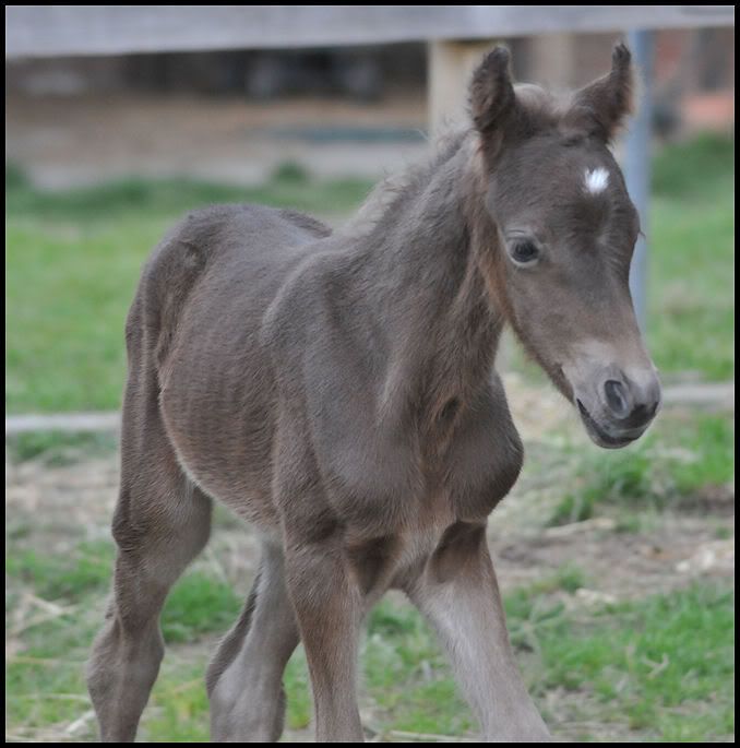 IMAGE(http://i69.photobucket.com/albums/i54/thorwoodponies/2011-10-06oct7-2011051-3.jpg)