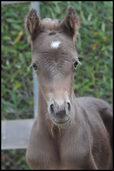 IMAGE(http://i69.photobucket.com/albums/i54/thorwoodponies/2011-10-07oct8-2011039-2.jpg)