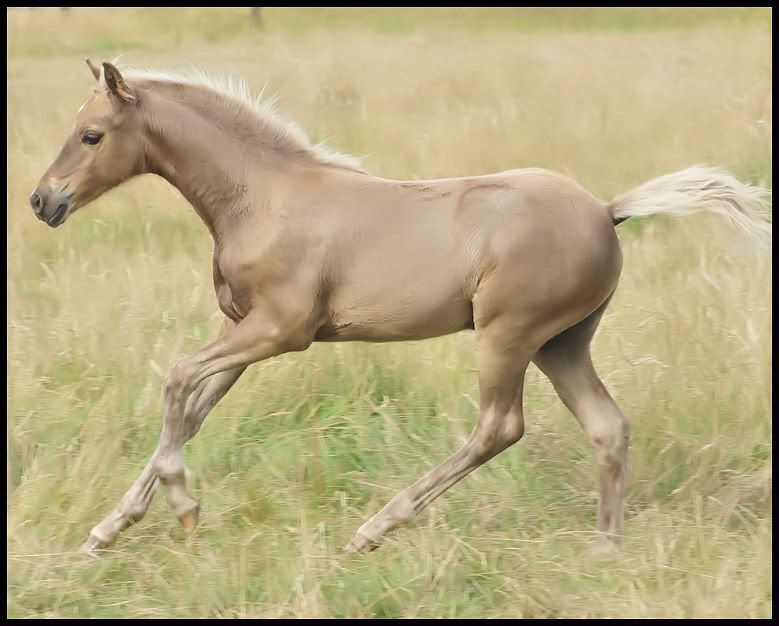 IMAGE(http://i69.photobucket.com/albums/i54/thorwoodponies/_DSC0523.jpg)