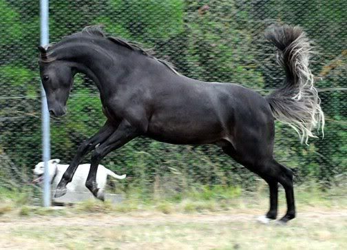 IMAGE(http://i69.photobucket.com/albums/i54/thorwoodponies/soldiernov302008.jpg)