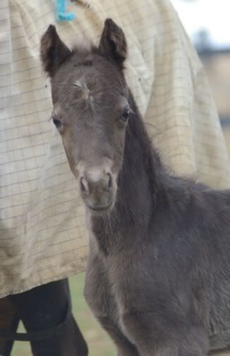 IMAGE(http://i69.photobucket.com/albums/i54/thorwoodponies/soldieroffortune-8-07headon.jpg)