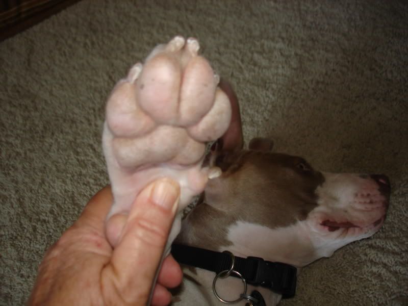 Large Paw Pads Pitbulls Go Pitbull Dog Forums