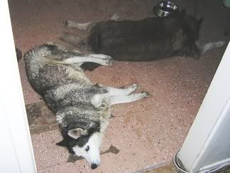 Alizé and Tucker sleeping in the kitchen