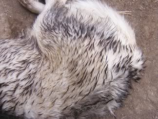 Alizé's wet fur