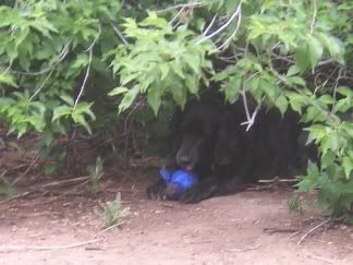 Lucy chews Wubba under bushes