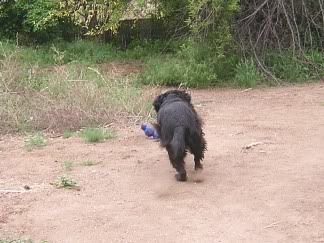 Lucy runs after thrown Wubba