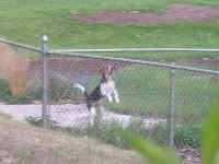Beagle barking at west fence