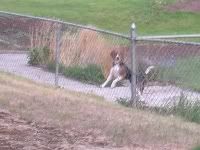 Beagle on two paws at north fence