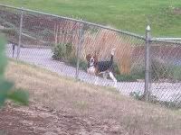 Beagle watching at north fence