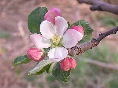 closeup of apple blossom