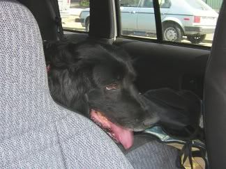 Lucy peeking around front seat