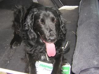 Lucy lying in back seat