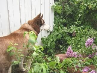 Tucker looks toward fence