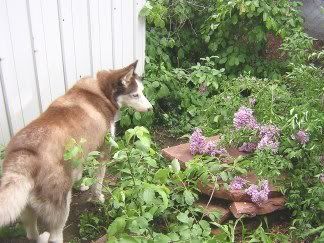 Tucker looks at lilacs