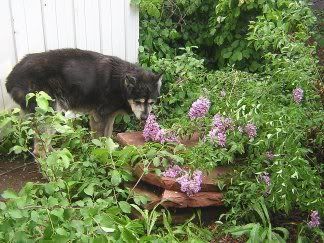 Gremlin looks at lilacs