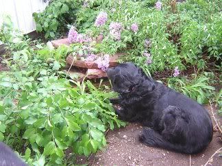 Lucy sniffs flower