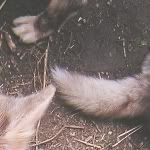 Gremlin's paw, Sinjin's ear, Tucker's tail