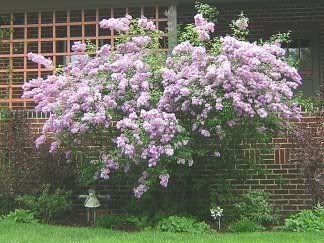 showy bush in front of porch