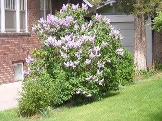 nice bush in side yard
