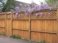 blooms hanging over fence like fruit