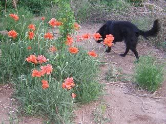 Lucy walks behind poppies