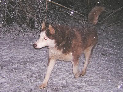 Tucker walks in snowfall
