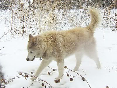 Sinjin walking in the snow
