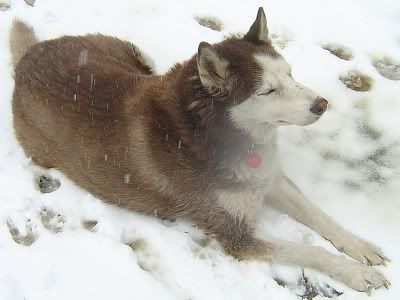 Tucker lying in the snowfall
