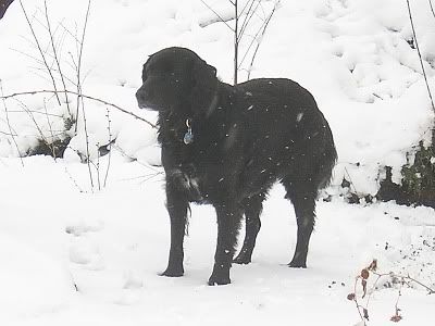 Lucy in snow, 40 extra points of brightness and contrast