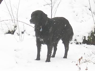 Lucy in snow, 60 extra points of brightness and contrast