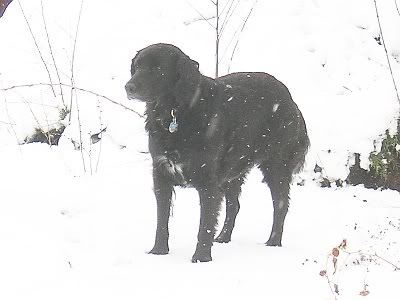 Lucy in snow, 80 extra points of brightness and contrast