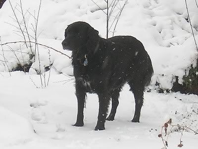 Lucy in snow, no tweaking of brightness or contrast