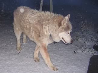 Sinjin walking in nighttime snowfall