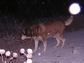 Tucker walking in nighttime snowfall