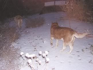 Sinjin and Tucker walking in nighttime snowfall