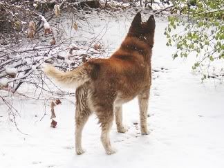 Tucker standing in daytime snow