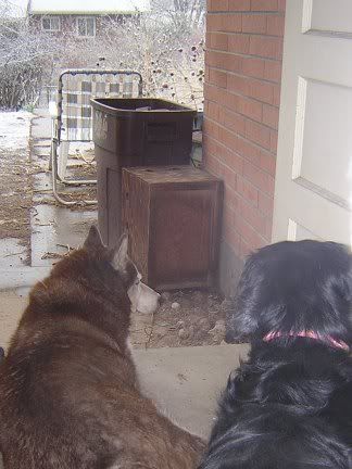 Tucker and Lucy watching snow