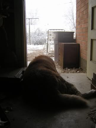 Tucker watching snow