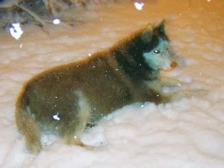 Tucker lying in the snow