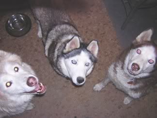 Sinjin, Alizé, and Tucker want treats!