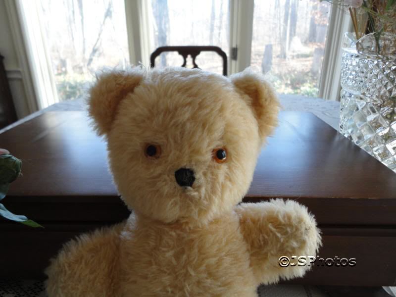 pedigree teddy bear