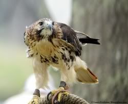 Falconry Chick Avatar
